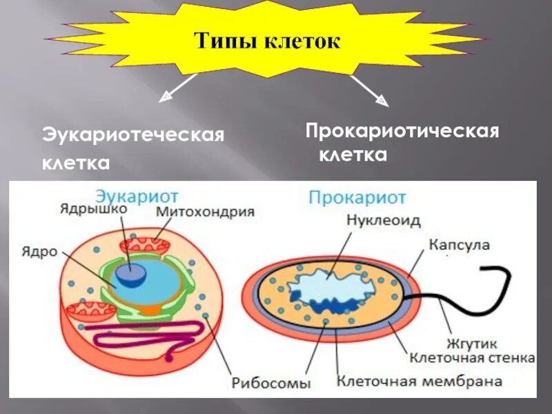 Строение прокариотических клеток. Строение прокариотической клетки. Строение эукариотической клетки и прокариотической клетки. Строение прокариотической и эукариотической клеток.