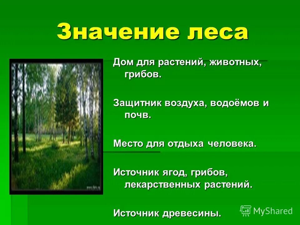 Почему лес природное сообщество. Значение леса. Защитник воздуха водоёмов и почв. Природное сообщество лес. Лес для презентации.