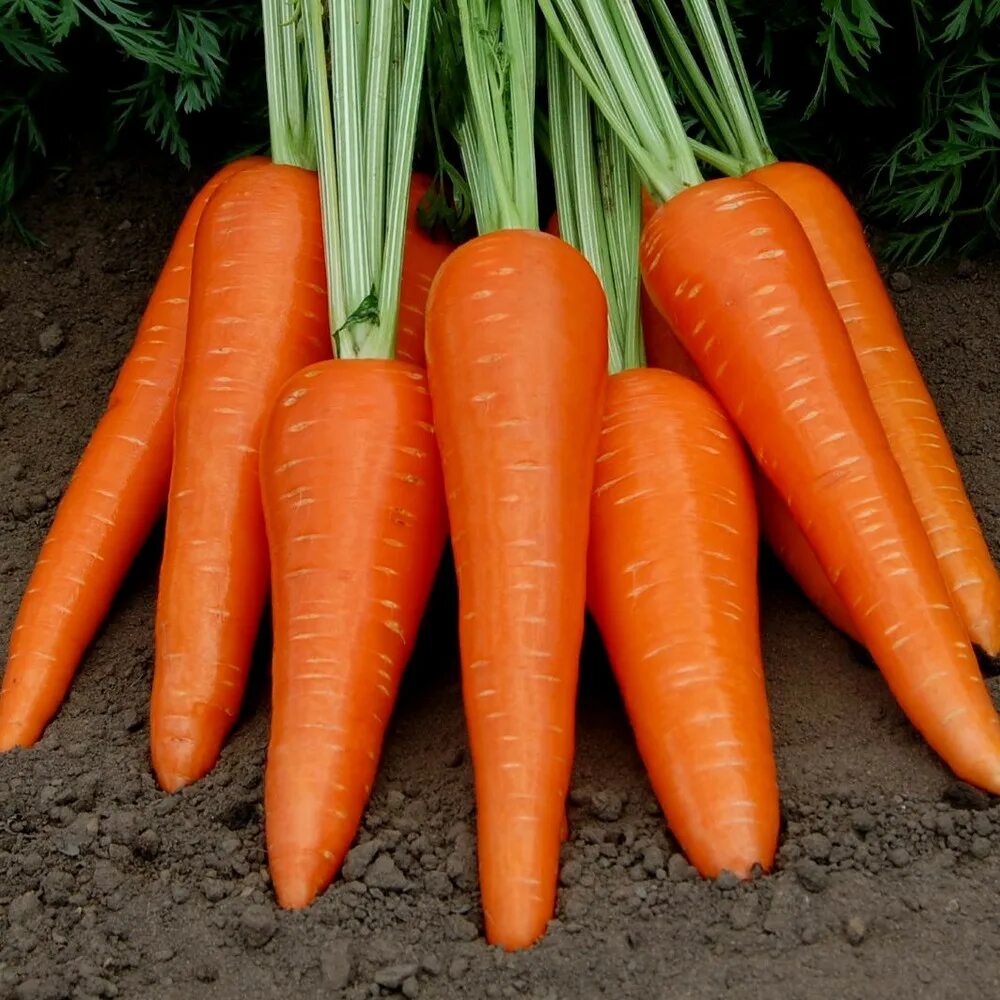Семена морковь Абако f1. Абако f1. Сорт моркови Абако. Гавриш морковь Абако f1. Купить семена моркови абака