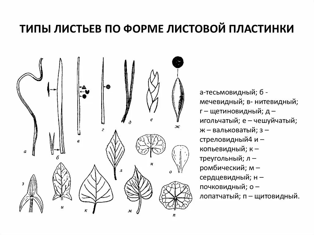 Линейная форма листа. Почковидная форма листовой пластинки. Формы листовых пластинок копьевидный. Типы листьев по форме листовой пластинки. Типы форм листовых пластинок.