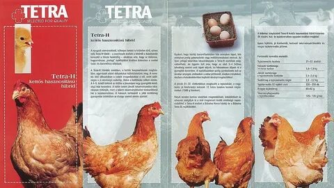 Цыплята тетра