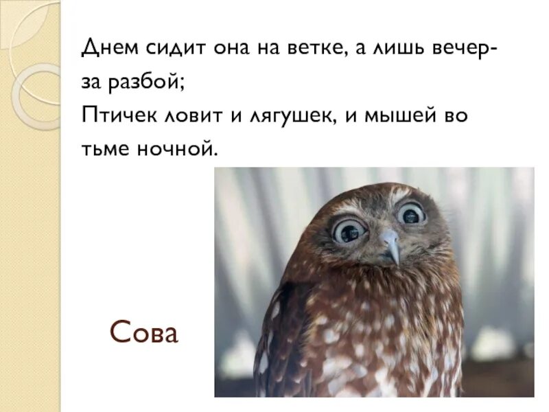 Что делает сова днем
