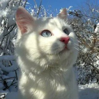 Кошка белое небо