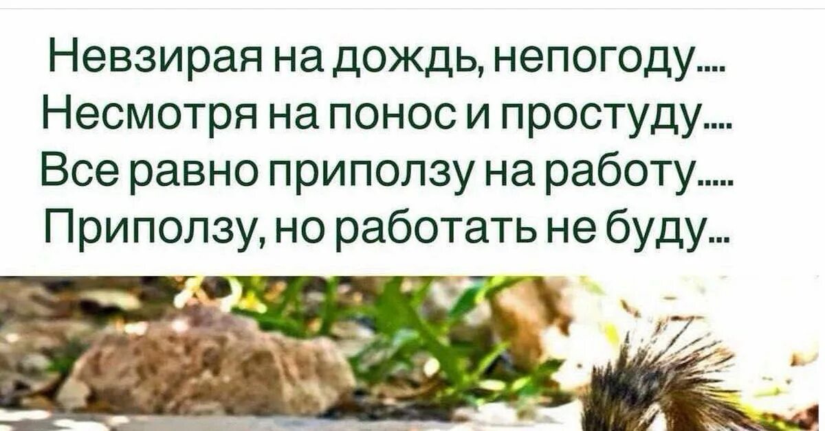 Несмотря на дождь вылет состоялся. Невзирая на дождь непогоду несмотря на понос. несмотря на понос и простуду приползу. невзирая на непогоду. приползу на работу но работать не буду.