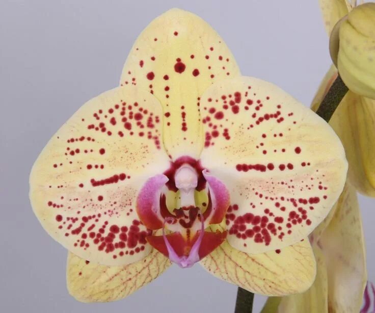 Фаленопсис: 154 фото орхидеи, сорта с названиями и описание ухода и лечения боле