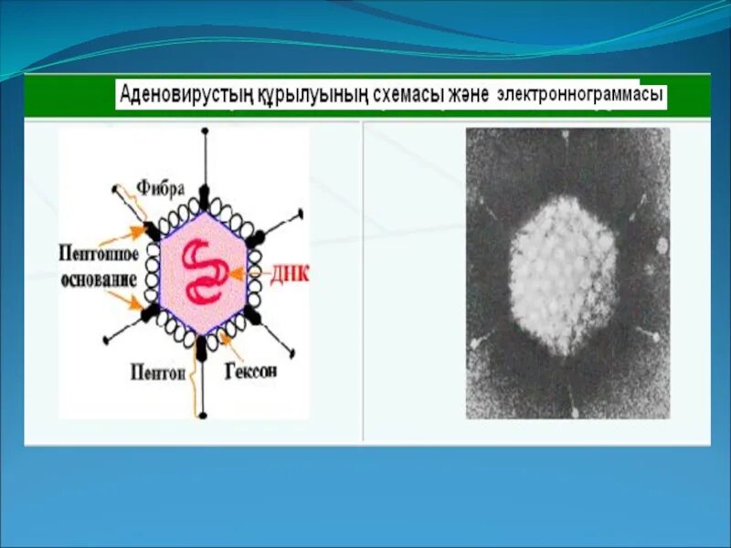 Аденовирус гриппа. Вирусы семейства Adenoviridae. Строение аденовируса микробиология. Структура вириона аденовируса.