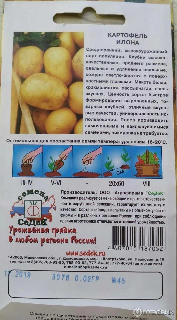Сорт крепыш