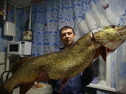 Продолжительность жизни сома