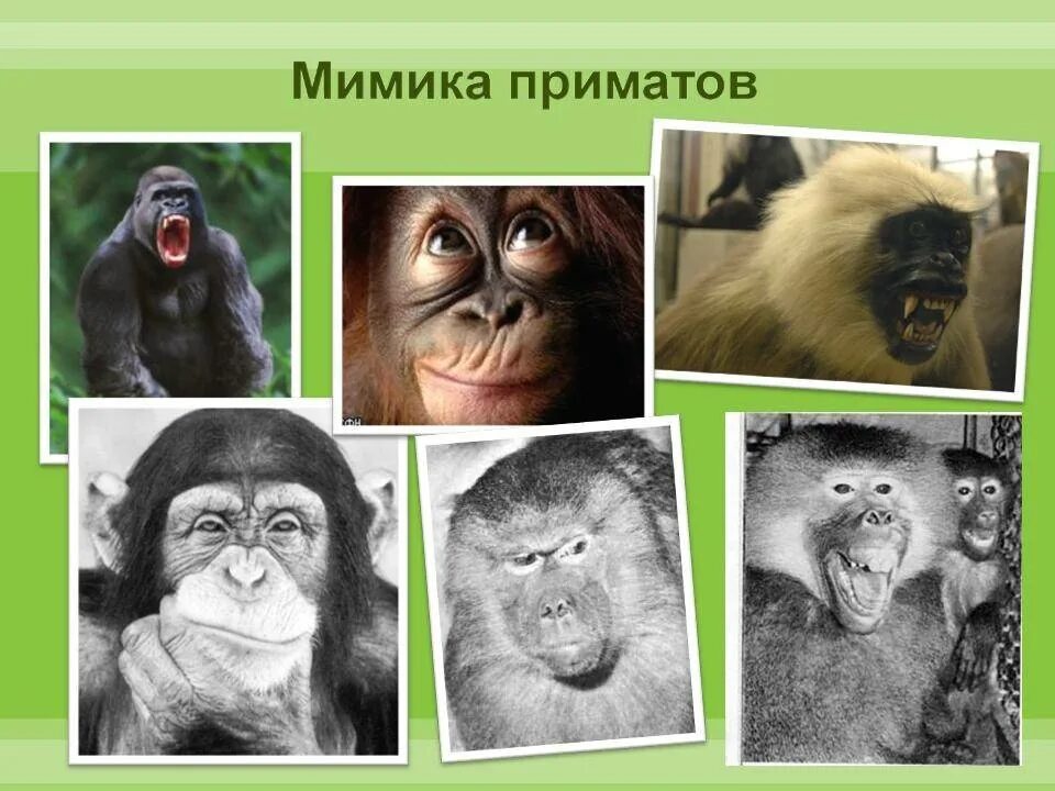 Приматы виды млекопитающих. Отряд приматы. отряд приматы представители. представители высших приматов. обезьяны представители.