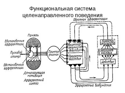 Функциональные системы животных