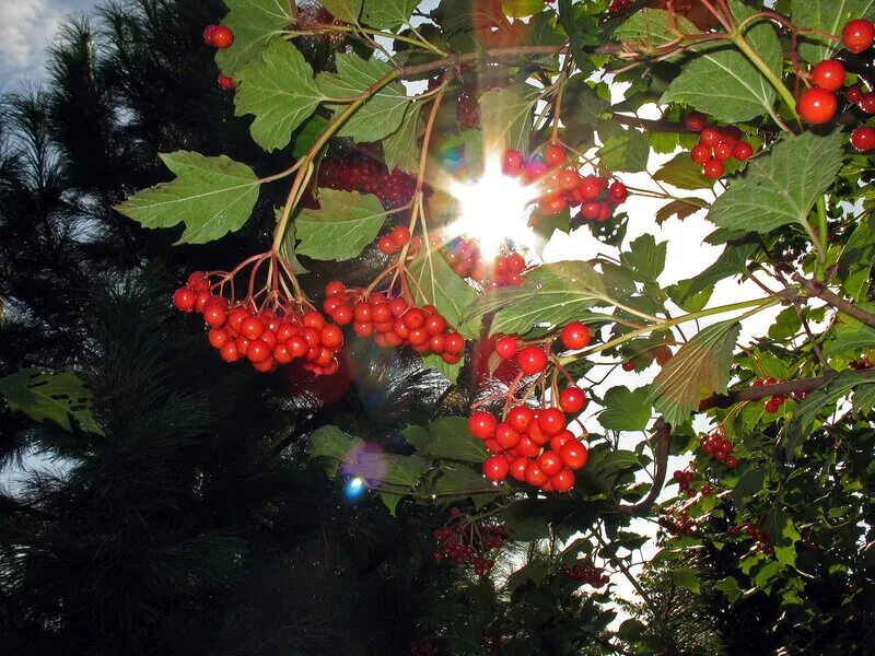 Песня калина рябина. Под калиной. У Долины куст калины. Калина гиф. У калины куст рябины.