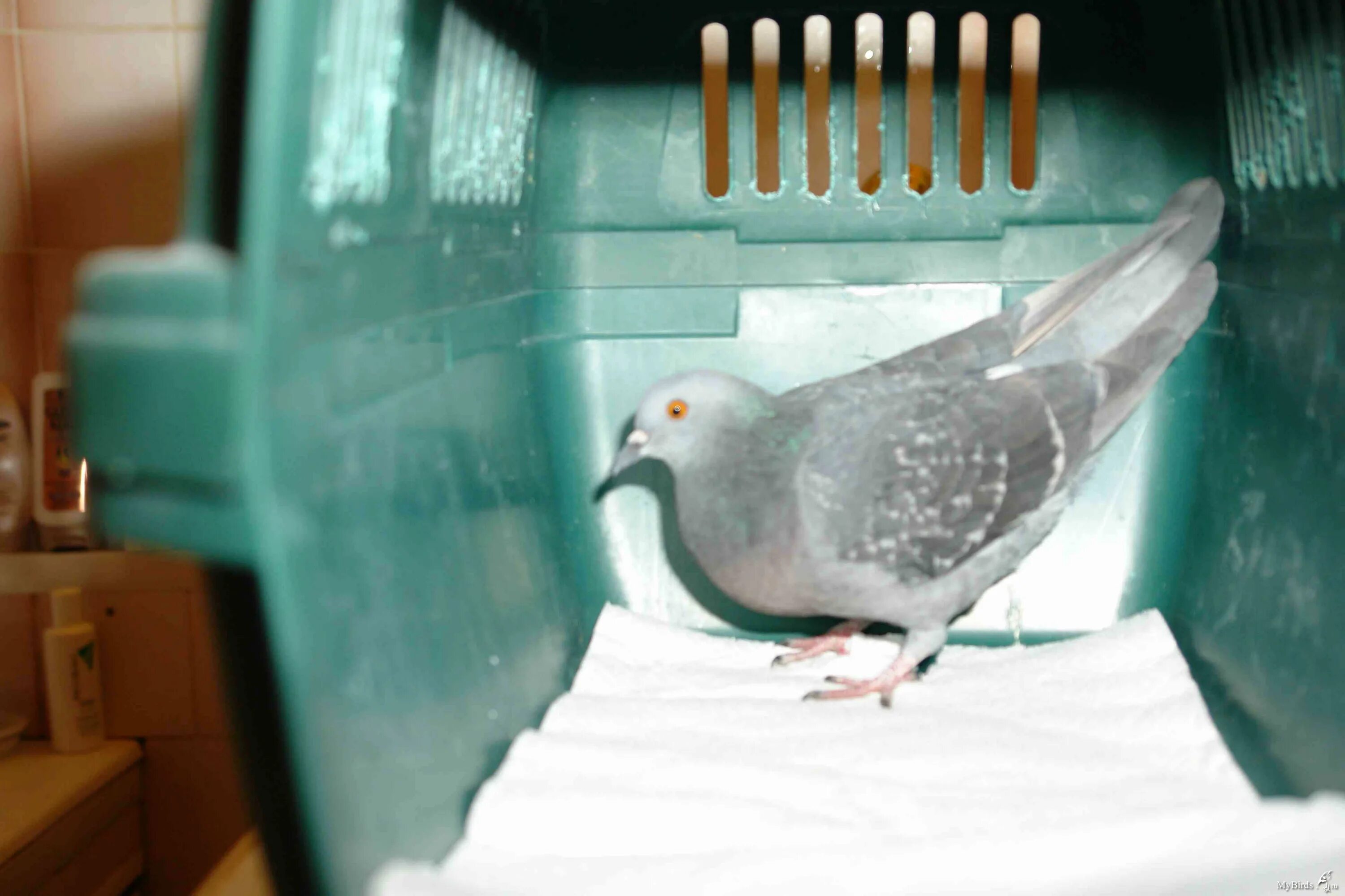 Голубь александр. Форум голубей. Ню с голубем. Форум голубей. Форум голубей.