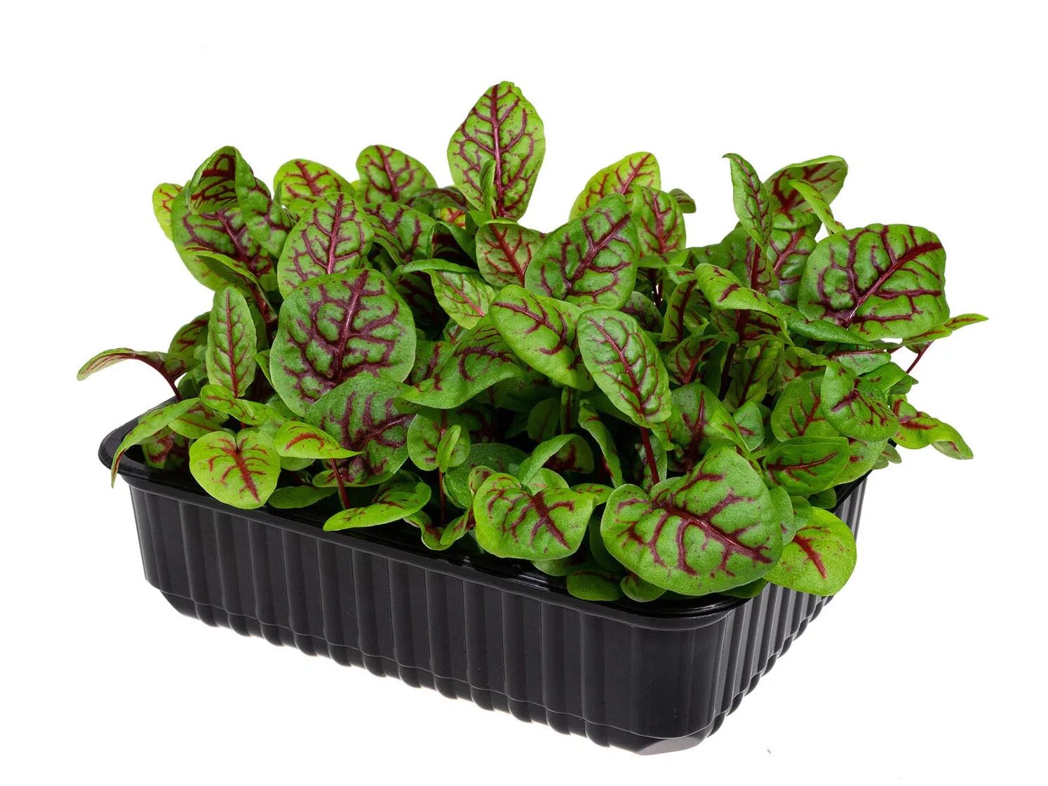 Щавель лава микрозелень. Микрозелень щавель красножильный. Кресс щавель. Микрозелень щавель. Микрозелень щавель.