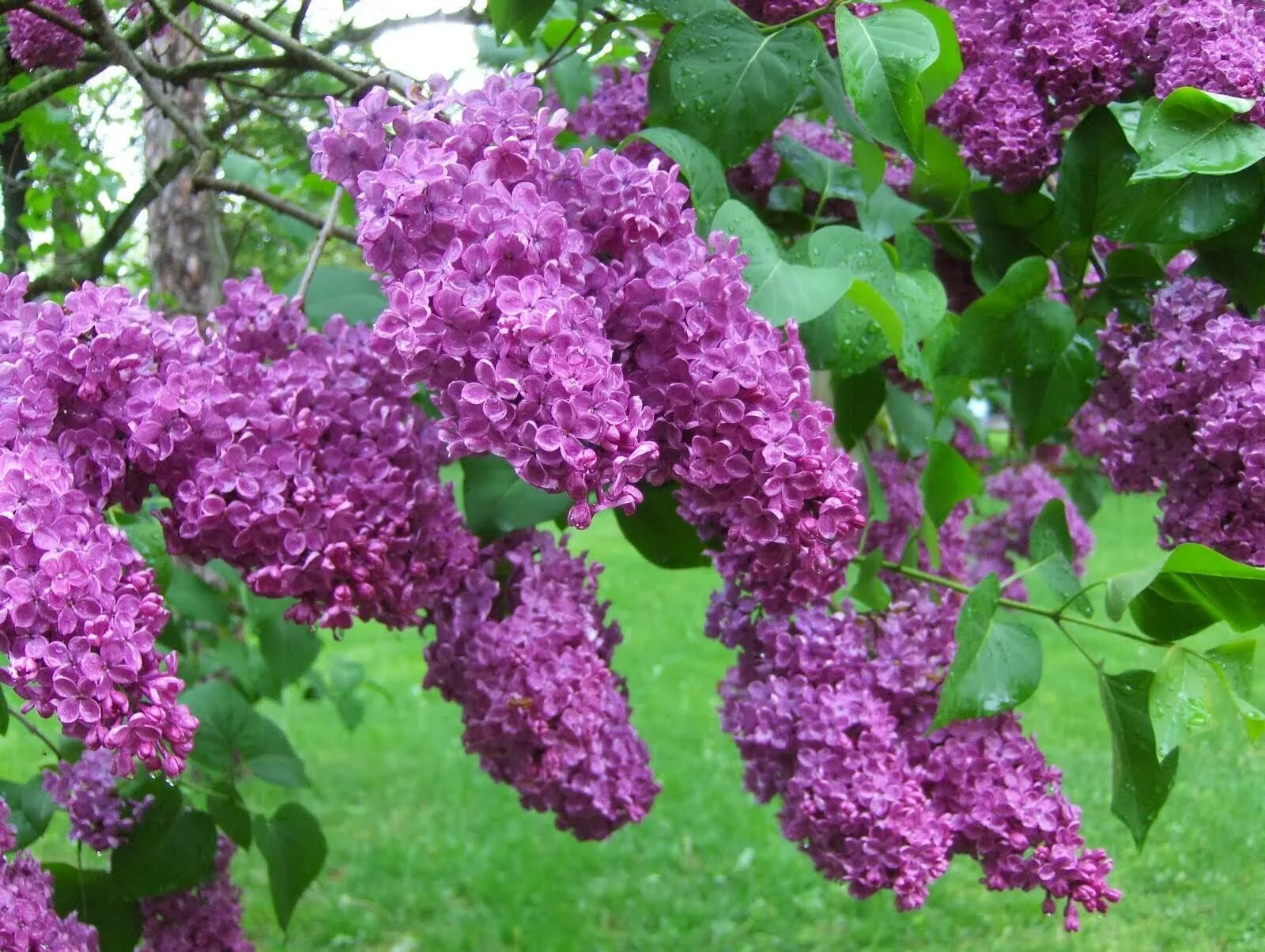 Едят ли сирень. Сирень Syringa vulgaris. Сирень обыкновенная Фрэнк Патерсон. Сирень обыкновенная Гилберт. Сирень обыкновенная дерево.