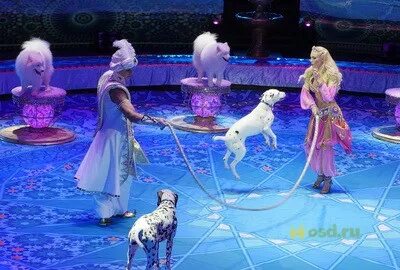 Новогоднее представление в цирке на проспекте вернадского