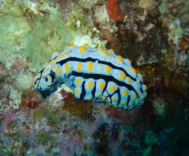 Морское беспозвоночное животное 7 букв