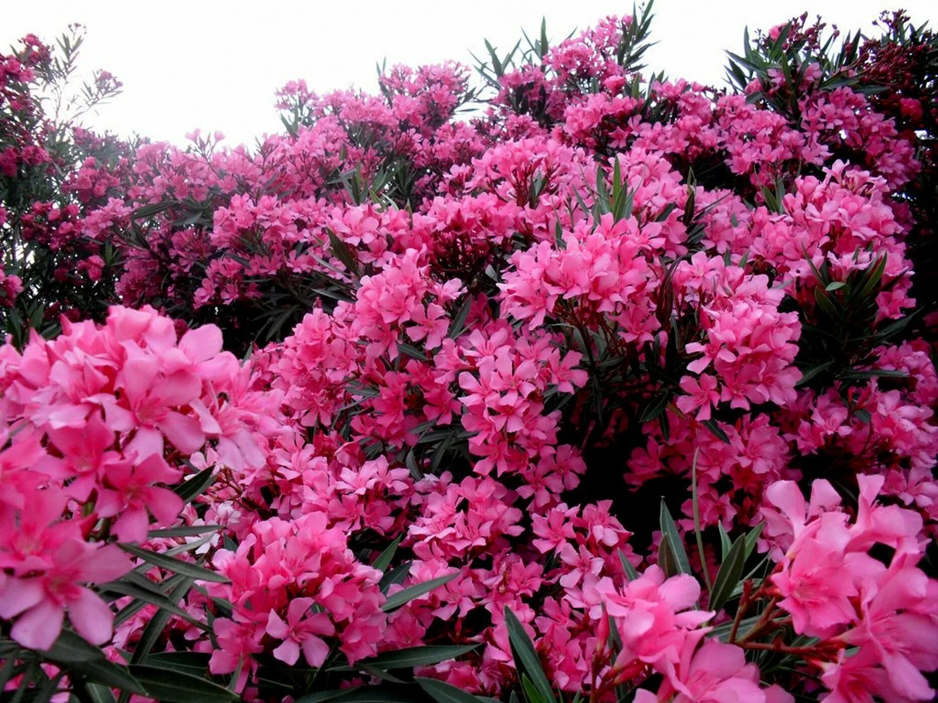 Кустарник цветущий розовым цветом название. Олеандр. Олеандр цветок. Олеандр Nerium. Олеандр (Nerium Oleander).