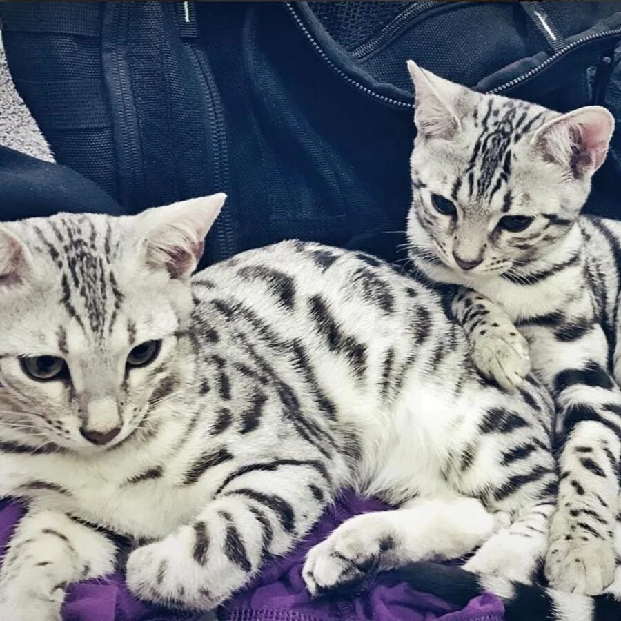 Bengal Cat Names: 420 Best Names for Bengal Cats PetPress Bengal cat names, Beng