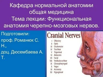Черепно мозговой нерв какая система