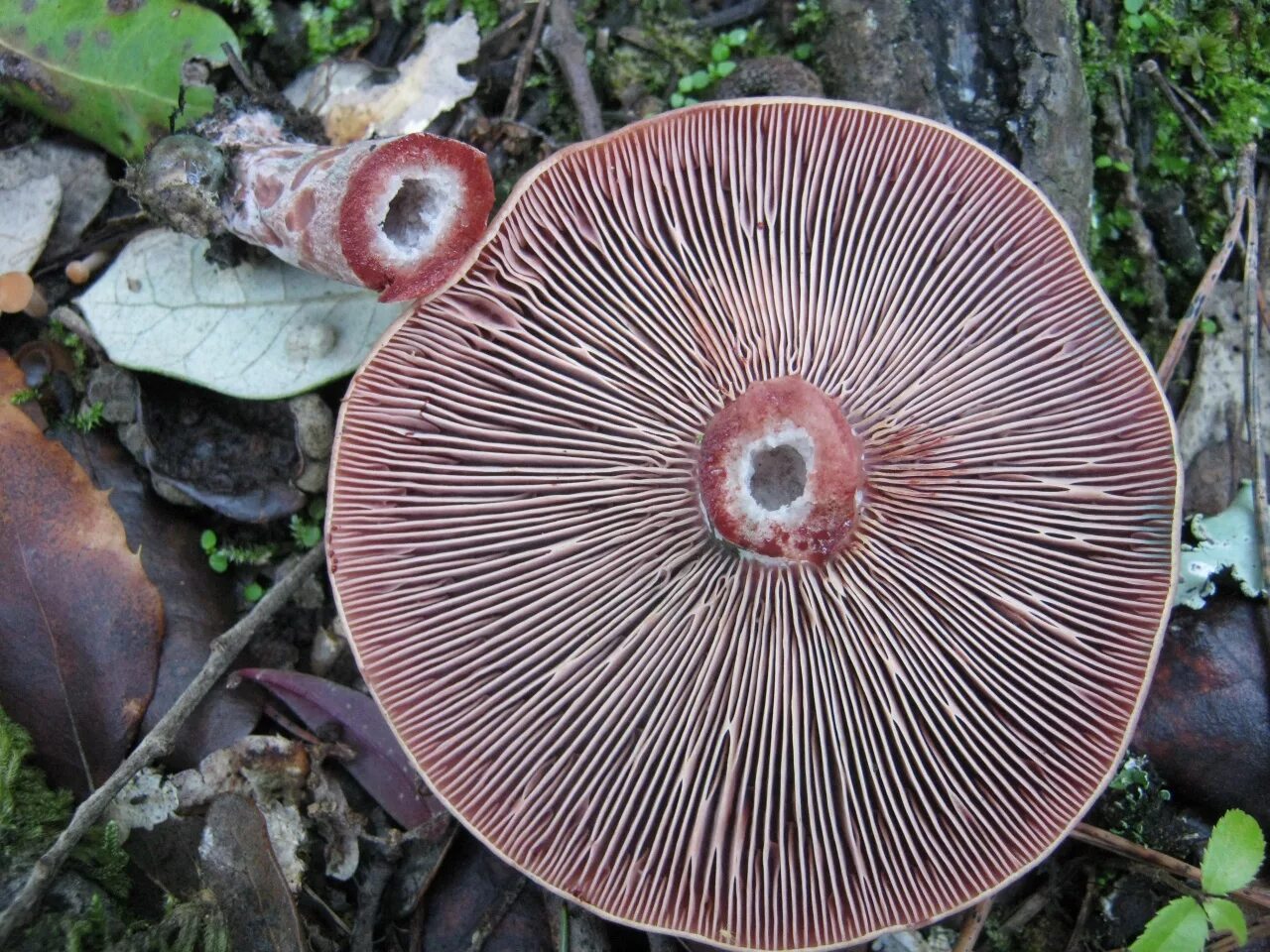 Гриб снизу. Lactarius sanguifluus. Волнушка пластинчатый гриб. Волнушка гименофор. Рыжики пластинчатые грибы.