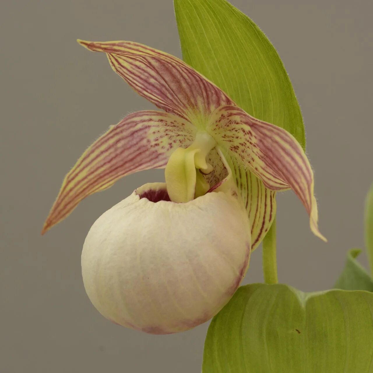 драгоценная орхидея. фаленопсис электра. магазин драгоценная орхидея лого. фаленопсис джойрайд. орхидея phalaenopsis kellion.