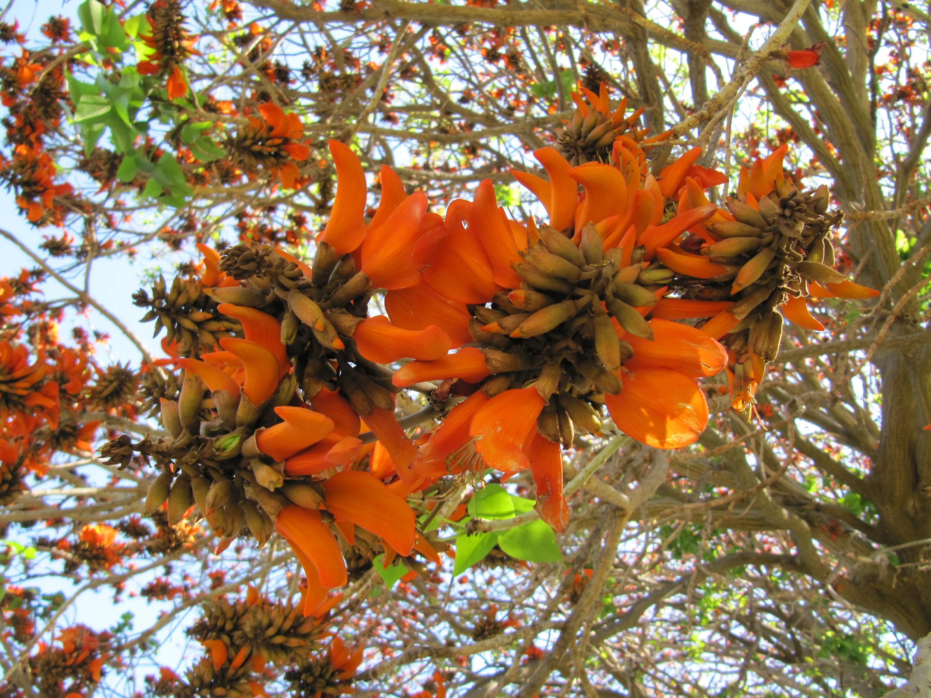 Erythrina corallodendron. Оранжевая эритрина.. Ландышевое дерево оранжевое. Дерево с оранжевыми цветами. Цветок длинный оранжевый