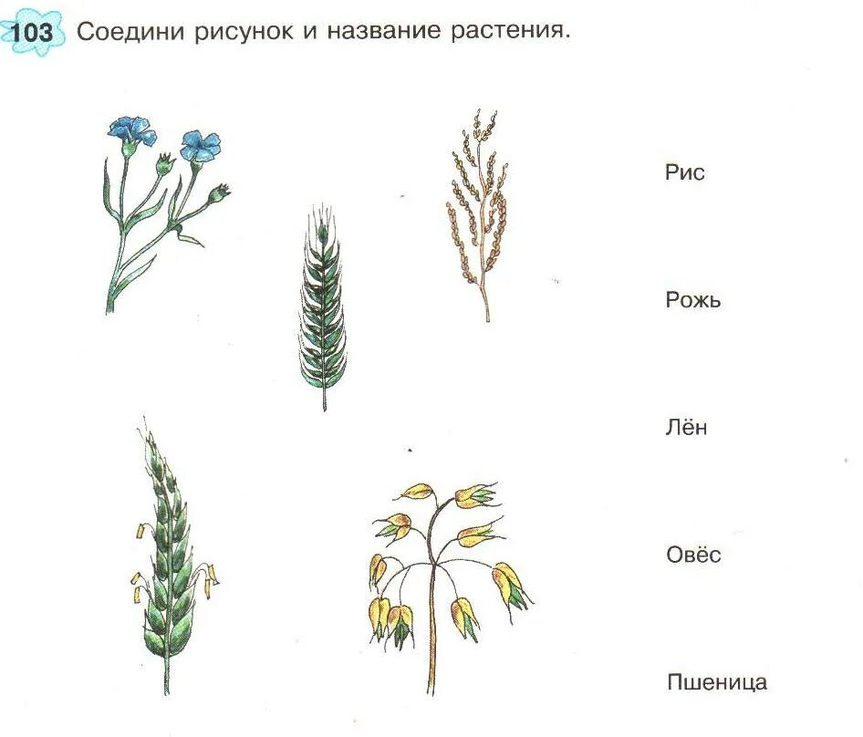 Овес схема. Рожь растение рисунок. Пшеница части растения. Рожь части растения. Рожь название частей растения.