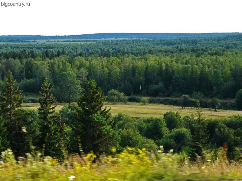 Тайга в Удмуртии. Лес Удмуртии. Хвойный лес Удмуртии. Смешанный лес Удмуртии. Министерство природных удмуртская республика