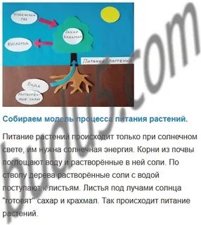 Схема дыхания растений 3 класс