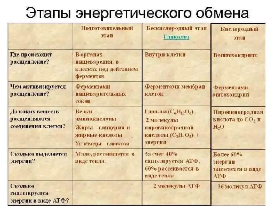 Продукты подготовительного этапа. Пластический и энергетический обмен таблица 8 класс биология. Пластический обмен и энергетический обмен таблица. Пластический обмен и энергетический обмен таблица 8 класс биология. Обмен веществ и превращение энергии энергетический обмен таблица.