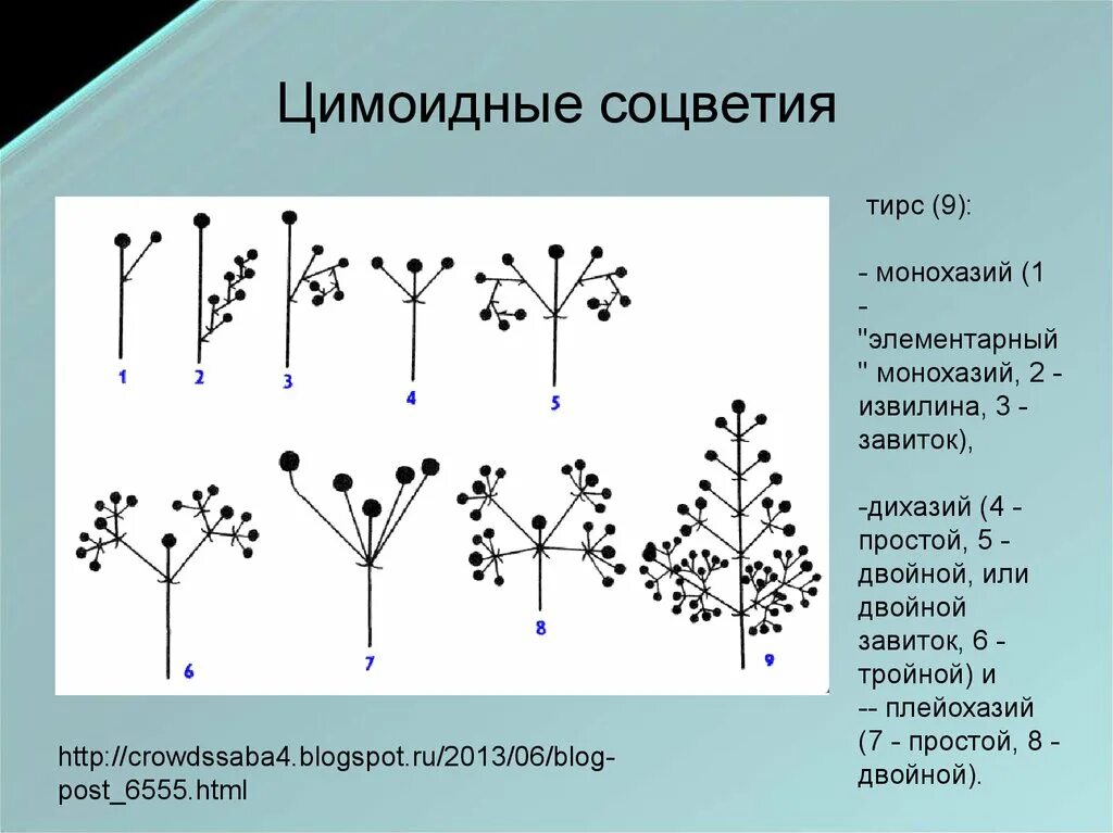 Соцветия монохазий дихазий. Монохазий соцветие извилина. Монохазий завиток соцветие. Схема соцветия монохазий. Какое из перечисленных соцветий относят к сложным