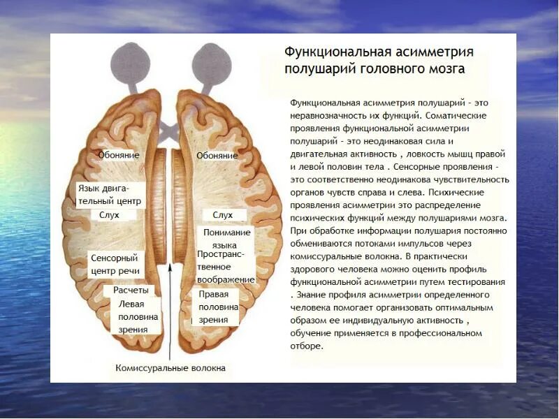 Малые полушария головного мозга. Функциональные различия полушарий головного мозга. функциональная асимметрия полушарий головного мозга человека. функциональная асимметрия полушарий мозга. функциональная асимметрия головного мозга.