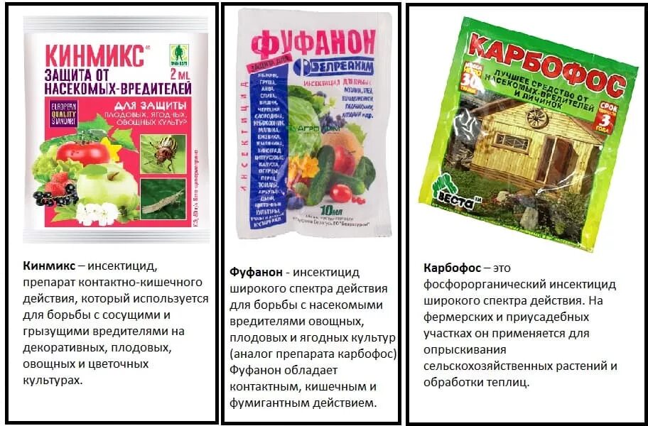 10% карбофосом. Карбофос от насекомых вредителей. Препараты от огневки на крыжовнике. Карбофос удобрение. Обработка клубники карбофосом.