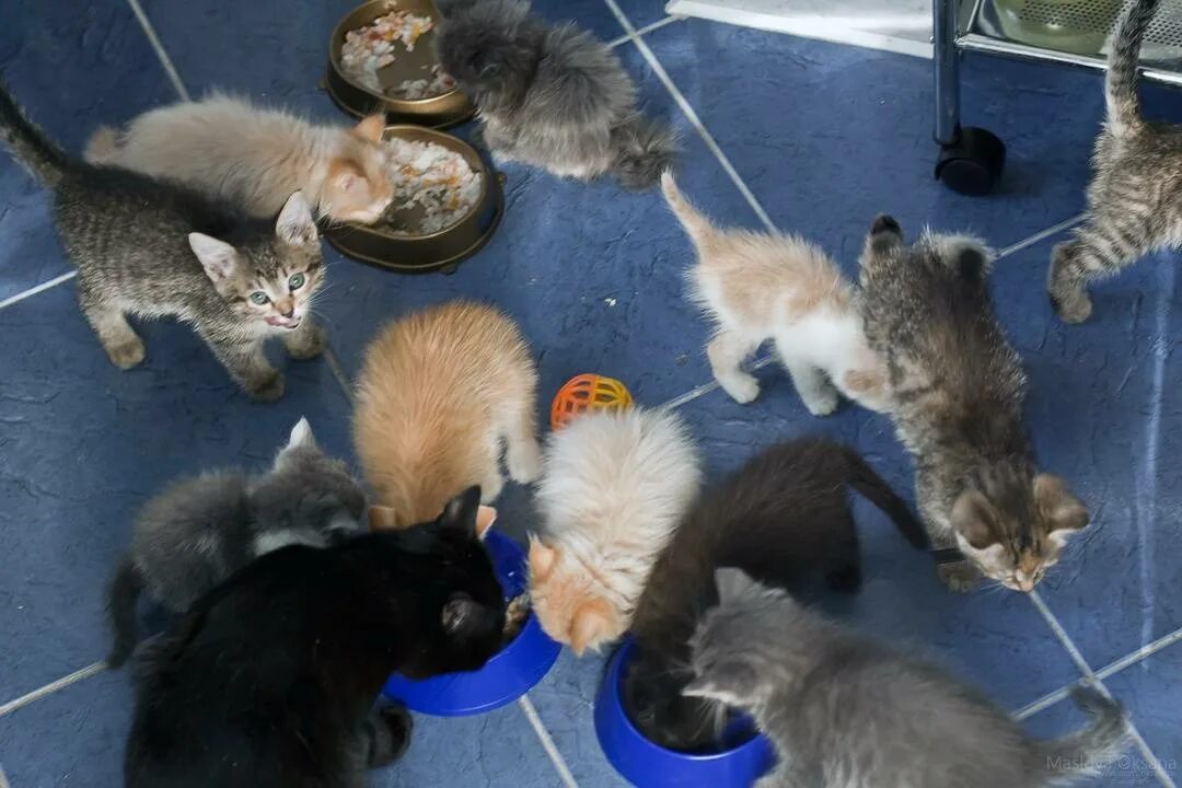 Приют для животных кошки. Кошачий приют кошки. Котята в приюте. Бездомные кошки. Можно ли отдать котенка