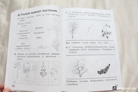 Рабочий лист осень 2 класс