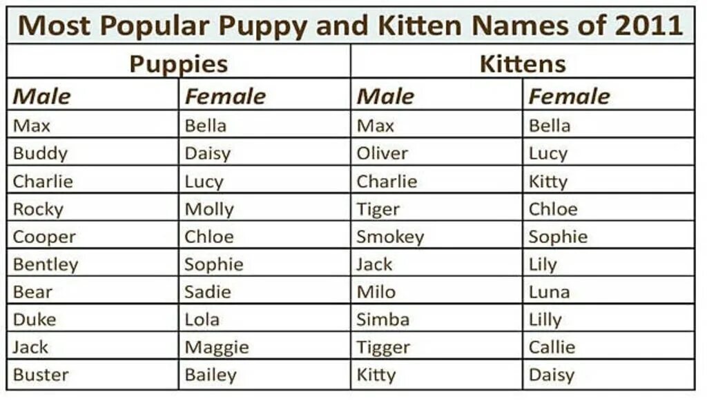 Funny pet names. Names for Puppy. Most popular names for Pets. Beautiful names Pets. Слова образ Kitten.