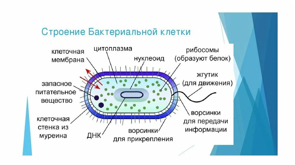 Структура микробов. 1 строение бактериальной клетки. Схема строения бактериальной клетки микробиология. Структура микробов. Строение вирусов и бактерий.