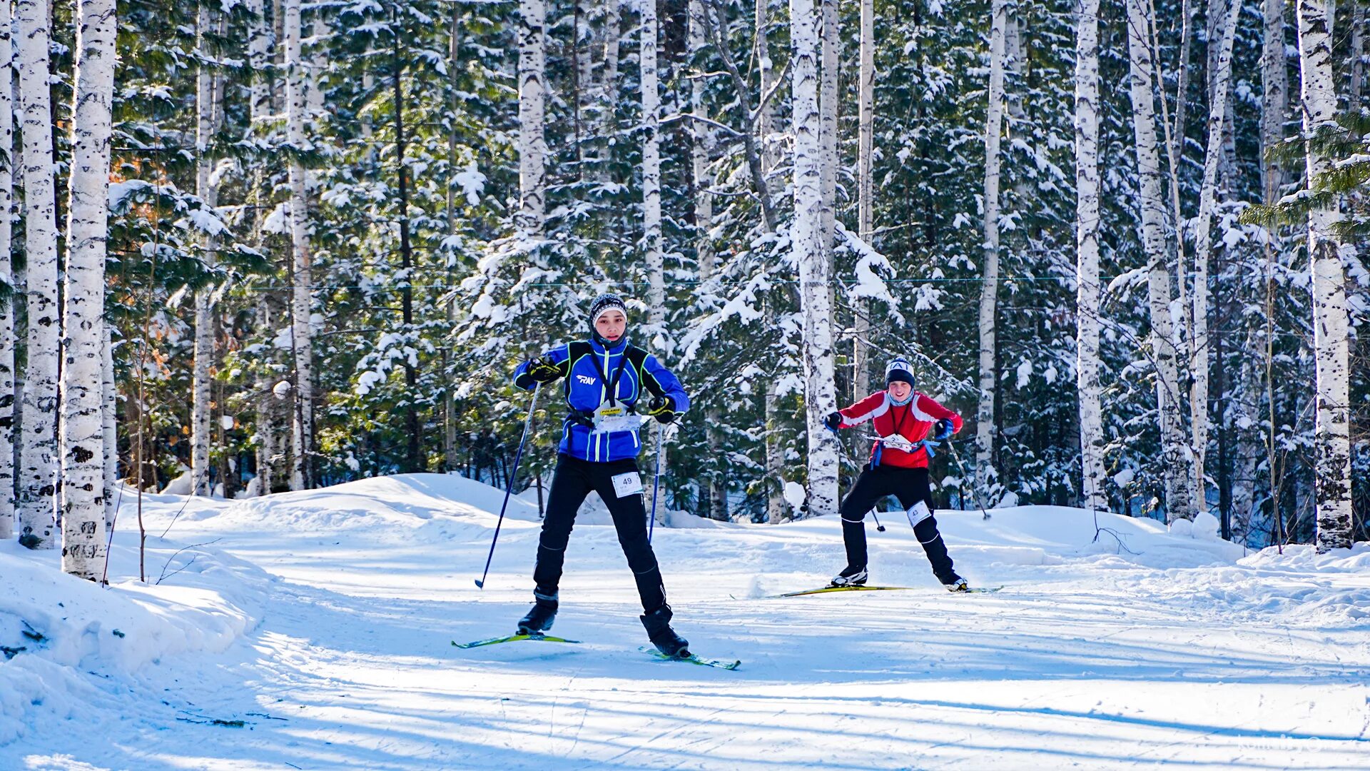 Лыжник в лесу. Катание на лыжах в лесу. Лыжники. Лыжная прогулка в лесу. Зимний спорт лес.