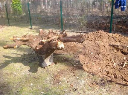 Выкорчевывание деревьев область