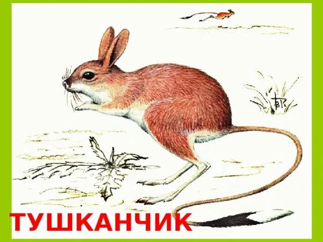 Тушканчик с вишенкой мем мама. Тушканчик. большой тушканчик. большой тушканчик рисунок. тушканчик с детьми.