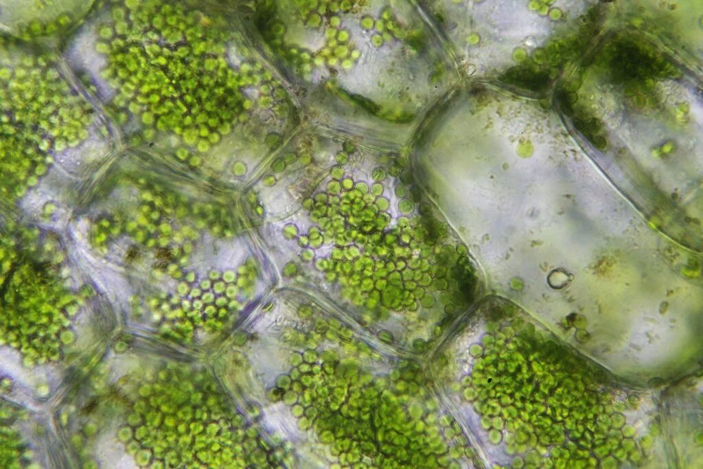 Хлоропласты в зеленых клетках. Клетки фотосинтезирующей ткани элодеи. Элодея хлорофилл. Клетка хлорофилл под микроскопом.