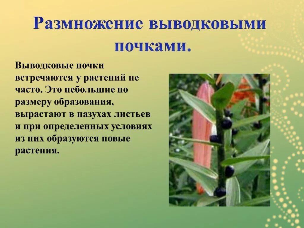 Как называется размножение почками. Размножение растений выводковыми почками. вегетативное размножение растений выводковыми почками. бриофиллум выводковые почки. выводковыми почками размножаются.