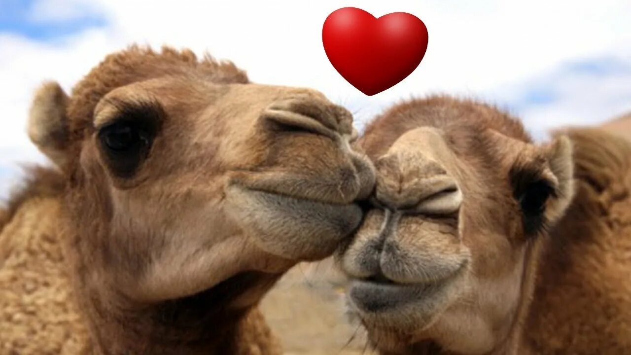 Camel 2
