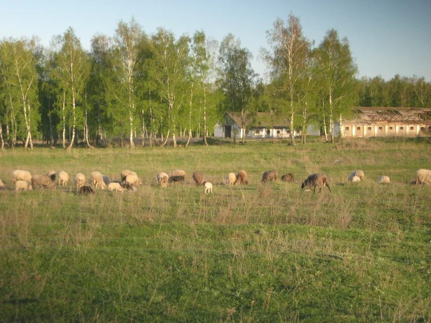 Деревня большие Голубочки Арсеньевский район. Большие Голубочки Арсеньевский район Тульской области. Тульская область Арсеньевский район деревня большие Голубочки. Тульская область, Арсеньевский район, д. большие Голубочки,.