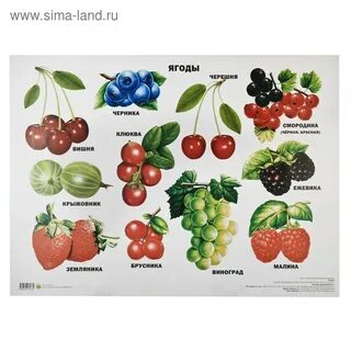 Основные ягоды