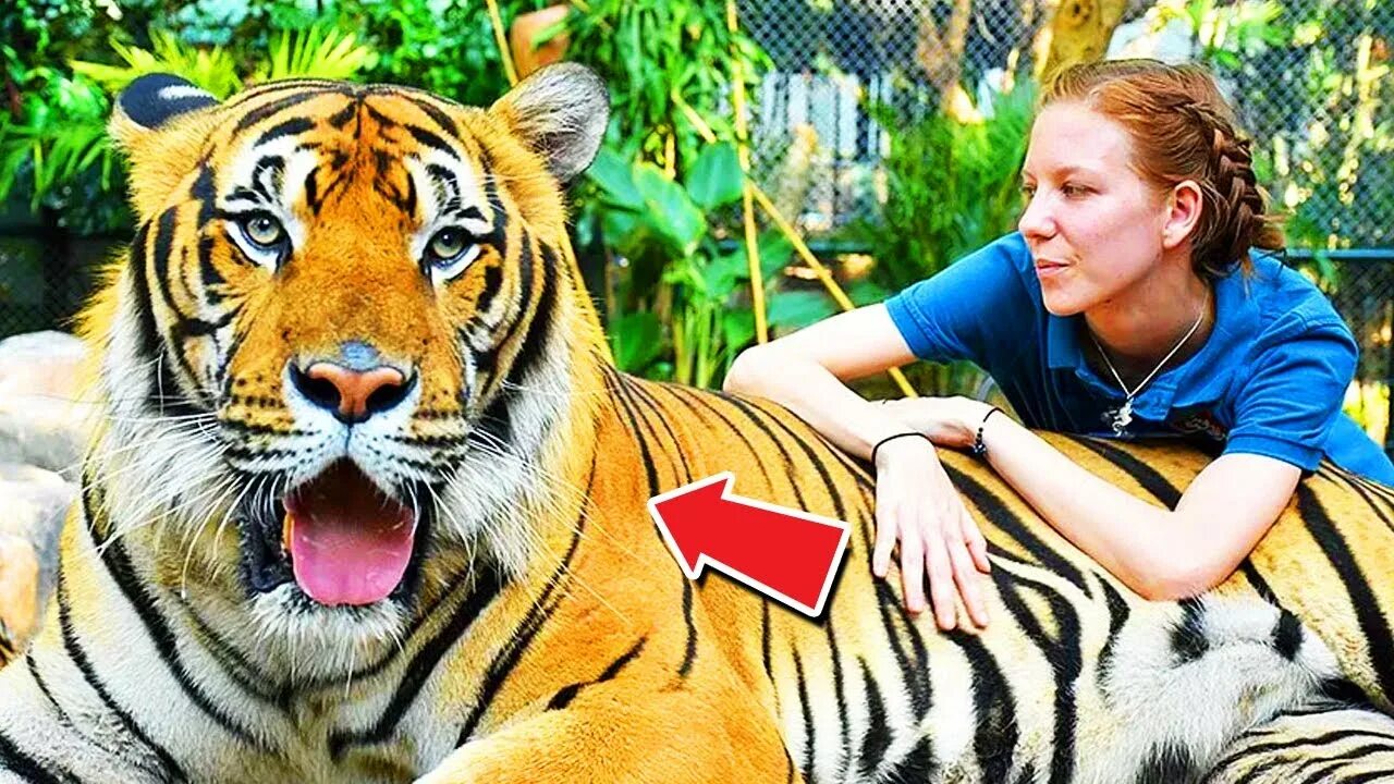 Keeping wild animals as pets essay