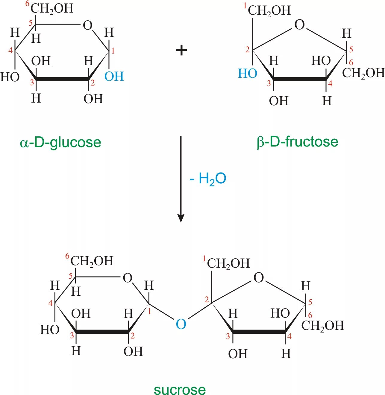 Фруктоза биохимия. Sucrose Fructose. Sucrose формула. Формула фруктозы биохимия.