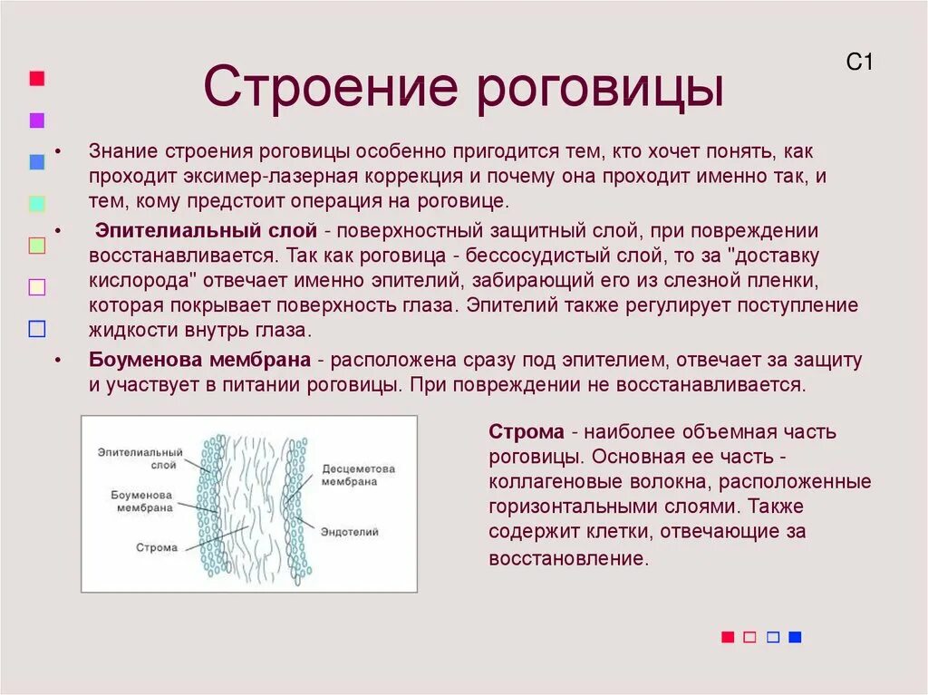 Строение и функции роговицы гистология. Послойное строение роговицы. Структура роговицы. Строение эпителия роговицы. Роговица характеристика