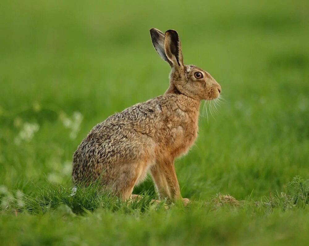 Картинки зайцев. Lepus castroviejoi. Кавказский заяц-Русак. Лесной заяц Русак. Lepus заяц.