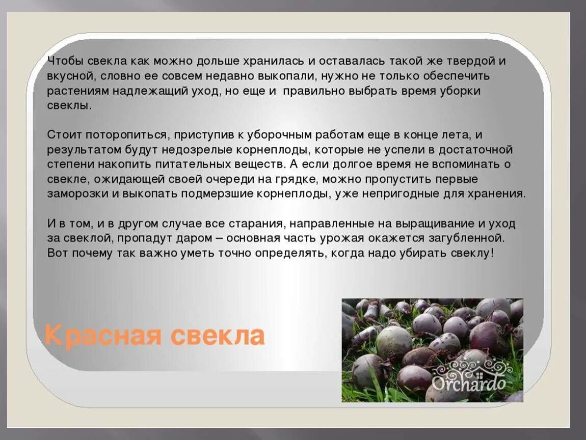 Сколько хранить свеклу в холодильнике. Хранение свеклы. Правила хранения свеклы. Технологии уборки и хранения урожая. Условия хранения урожая.